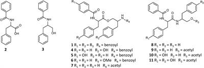 Mass Spectrometry Guided Discovery and Design of Novel Asperphenamate Analogs From Penicillium astrolabium Reveals an Extraordinary NRPS Flexibility